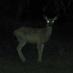 Deer
 / 